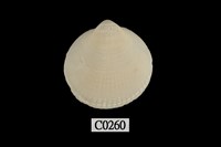 藏品(衣蚶蜊)的圖片